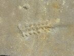 Cruziana (Fossil Trilobite Trackway) - Morocco #49198-1